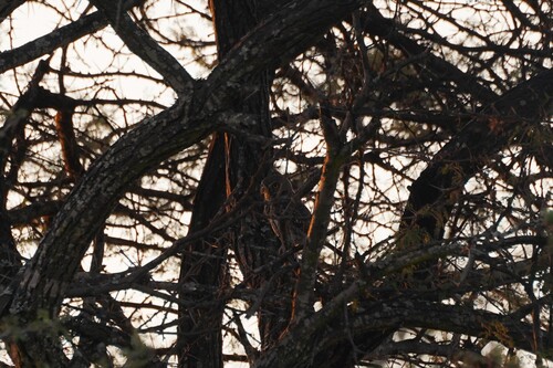 Pearl-spotted Owlet