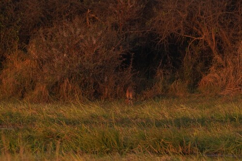 Southern Bushbuck