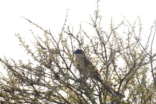 Burchell's Coucal