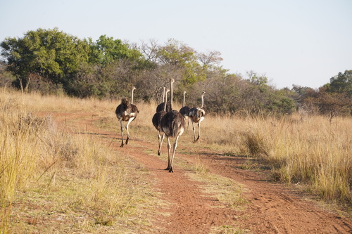 Common Ostrich