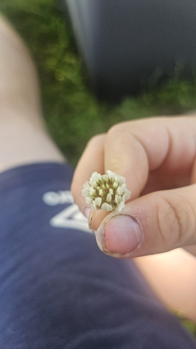 white clover