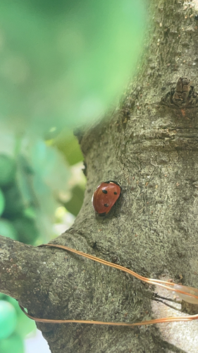 Seven-spotted Lady Beetle