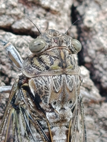 Ash Cicada