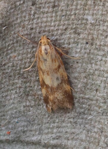 Mirificarma flavella