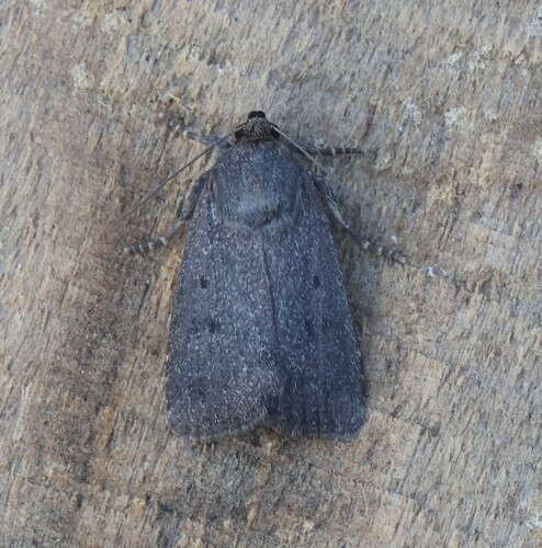 Mouse Moth