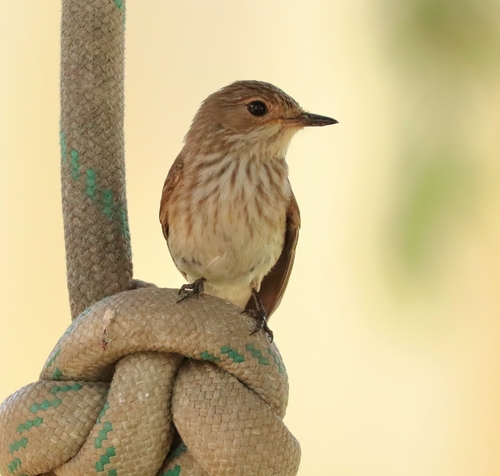 Spotted Flycatcher