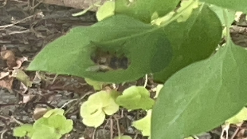 Common Drone Fly
