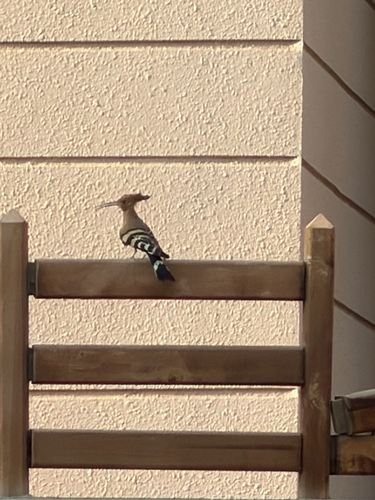 Common Hoopoe