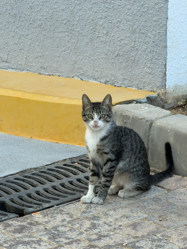 Domestic Cat