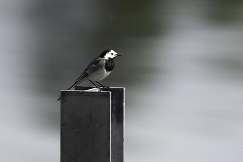 White Wagtail