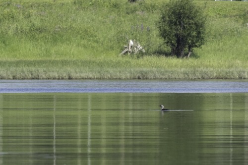 Red-throated Loon