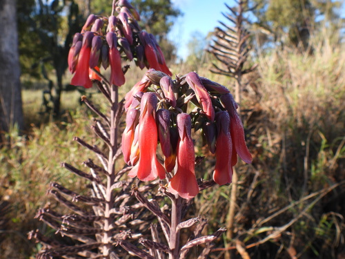 Mother of Millions