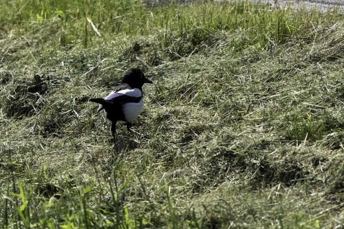 Eurasian Magpie
