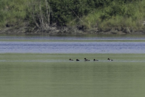 Common Goldeneye