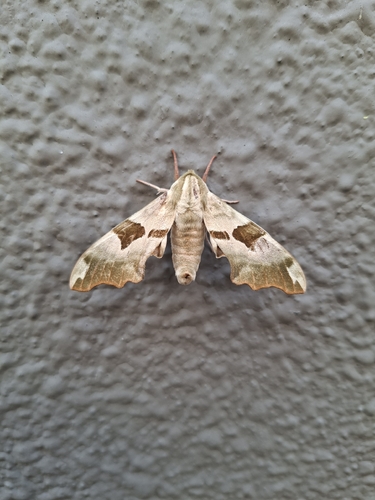 Lime Hawkmoth