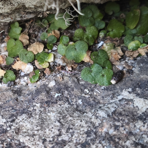 Cymbalaria aequitriloba