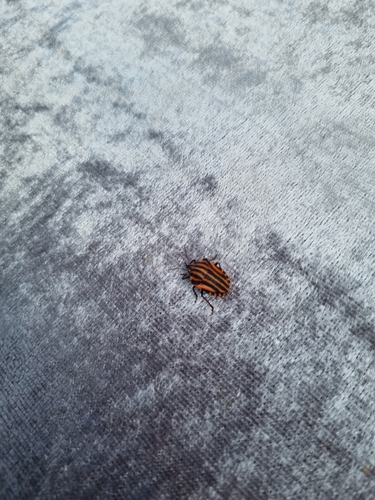 European Striped Shield Bug