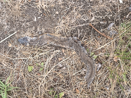 Barred Grass Snake