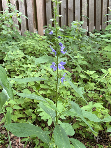 tall bellflower