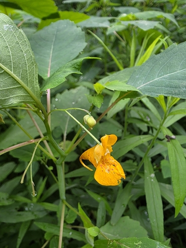 common jewelweed