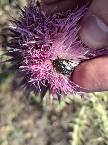 Mediterranean Spotted Chafer