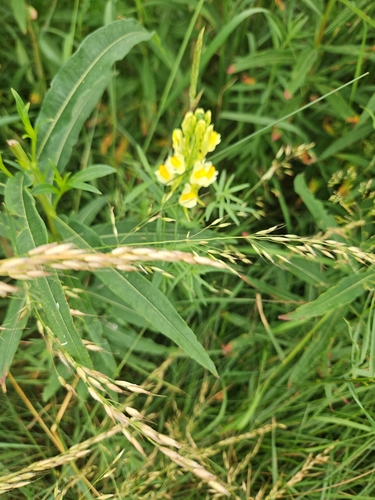 common toadflax