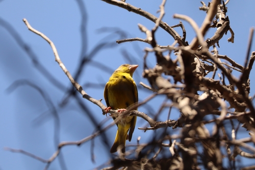 European Greenfinch