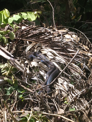 Puerto Rican Boa