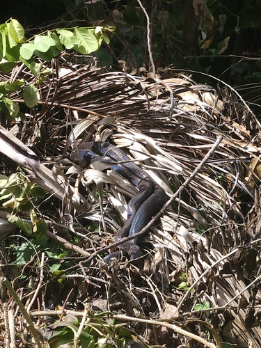 Puerto Rican Boa