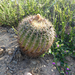 Coast Barrel Cactus - Photo (c) Jim Roberts, all rights reserved, uploaded by Jim Roberts