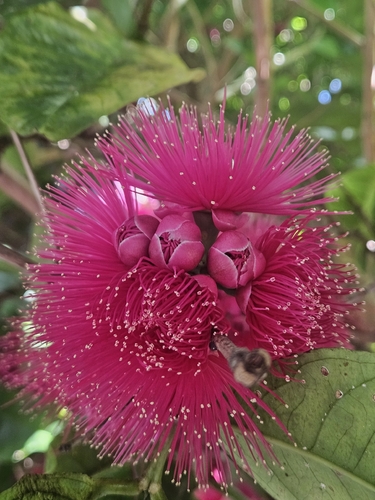 Malay Apple