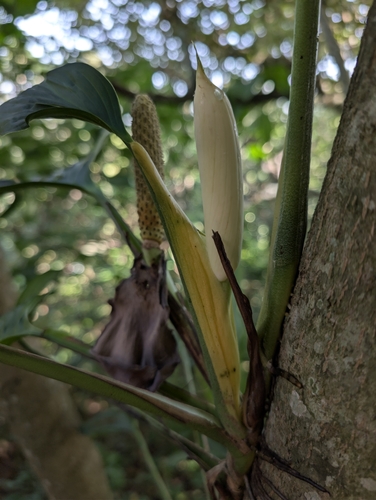 Monstera adansonii laniata