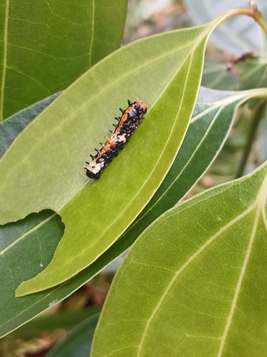 Common Mime Swallowtail