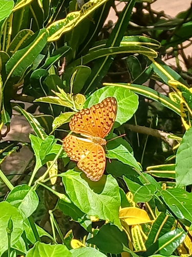 Common Leopard