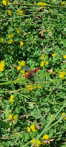 Broad Scarlet