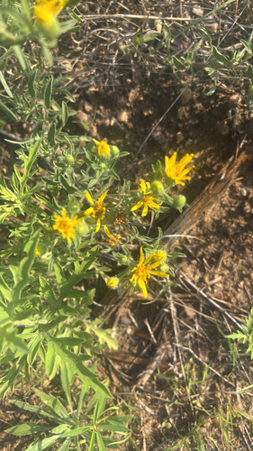 Heterotheca angustifolia