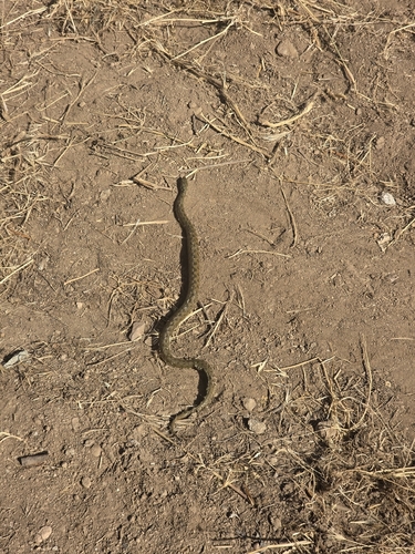 Viperine Snake