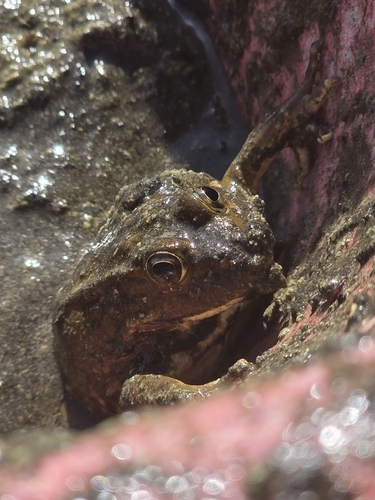 Iberian Green Frog