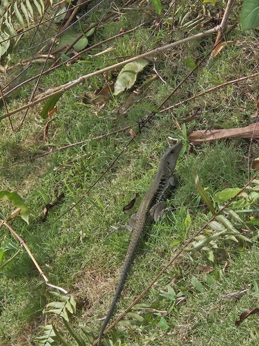 Common Puerto Rican Ameiva