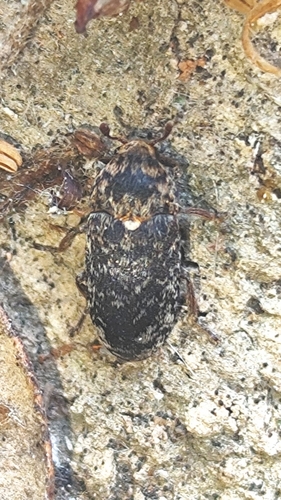 Dermestes gyllenhalii