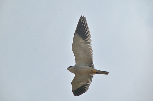 Black-winged Kite