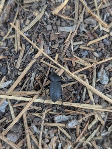 iNaturalist observation photo of Blapylis