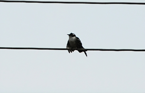 Diederik Cuckoo