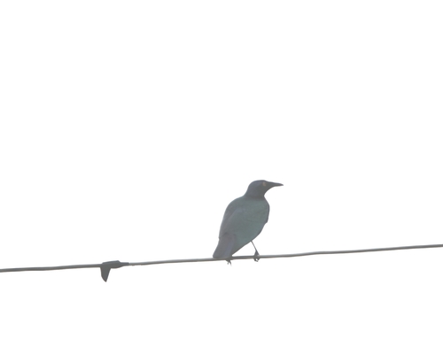 Purple Starling