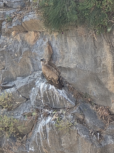 Eurasian Griffon