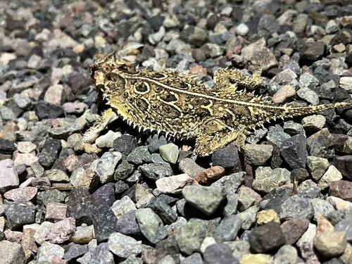 Texas Horned Lizard