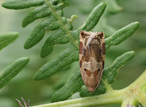 Variegated Golden Tortrix
