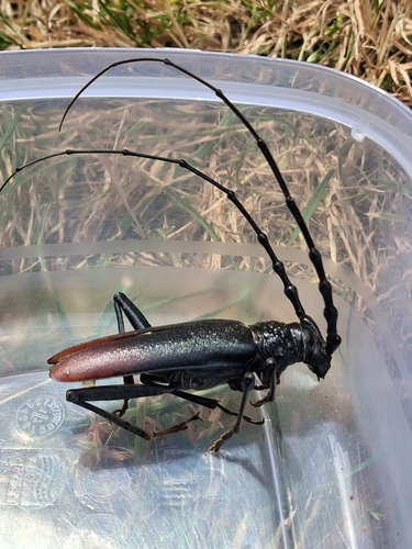 Great capricorn beetle