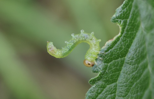 Torpedo Sawfly