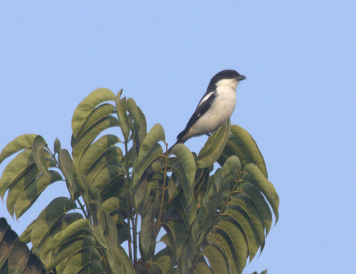 Northern Fiscal